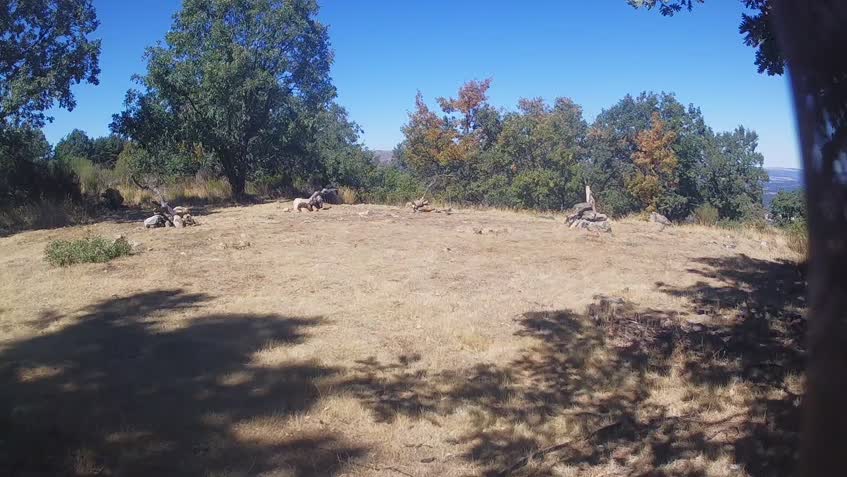 Live Cam
