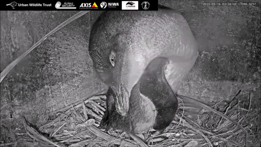 Live Cam