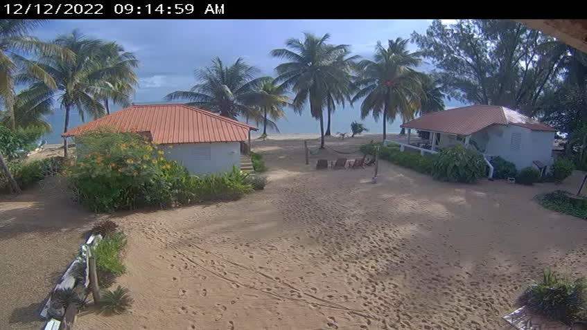 Live Cam