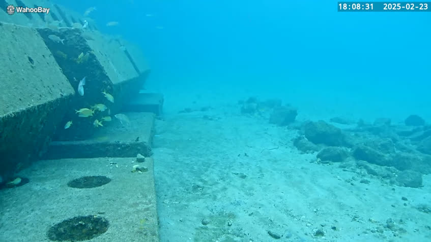 Live Cam