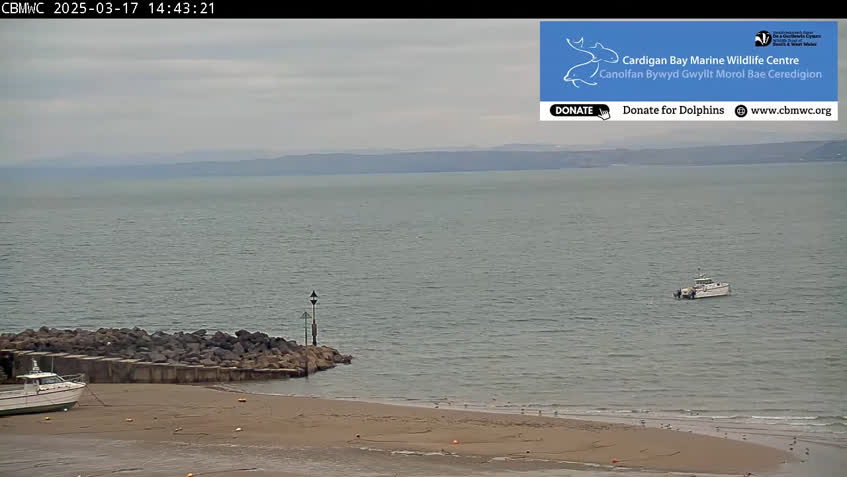 Live Cam