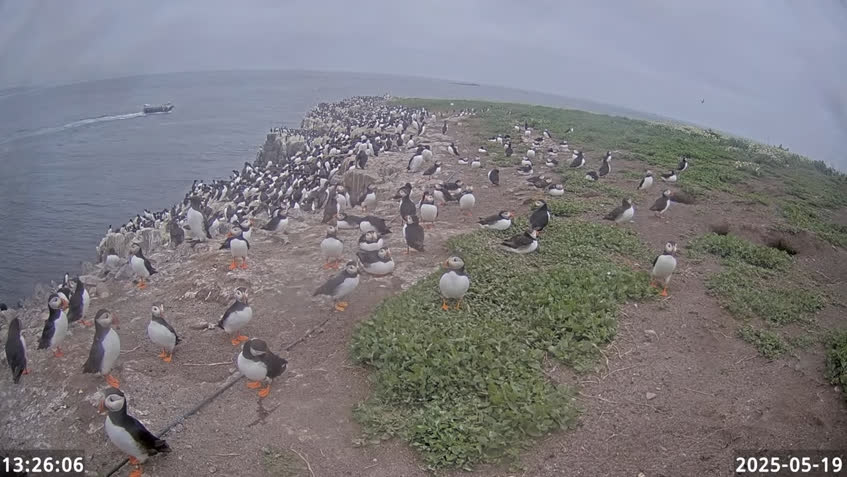 Live Cam