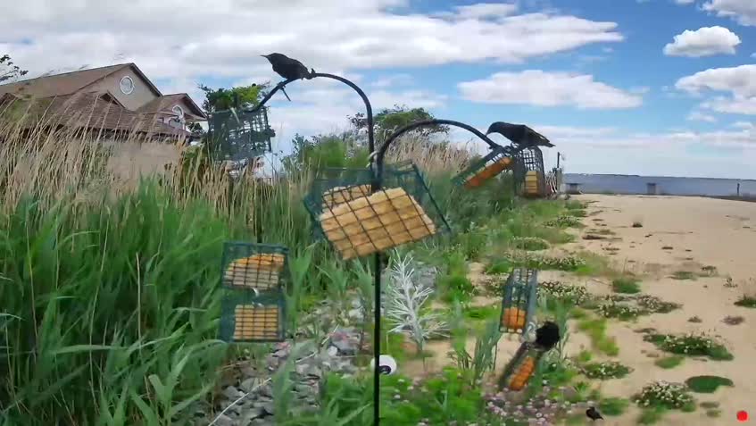 Webcam Somers Point - Vogelfutterhaus