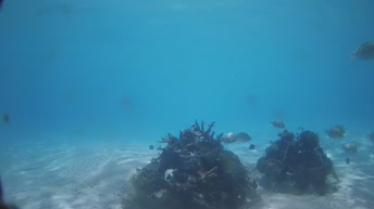 Cámara subacuática en Innahura - Maldivas