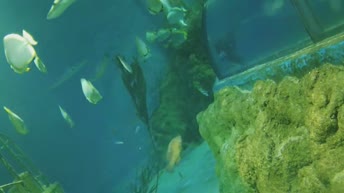 Webcam Malta National Aquarium