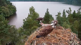 Webcam Nido del Falco Pescatore - Loch of the Lowes