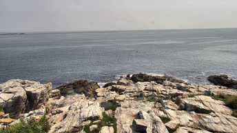 Webcam en direct Colonie de goélands - Île Appledore