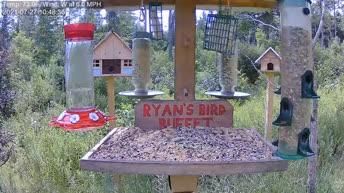 Webcam Mangiatoia per Uccelli