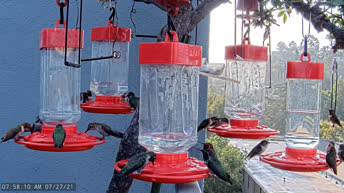 Web Kamera uživo Hranilica za kolibri - Kalifornija