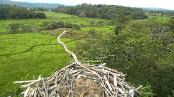 Гнездо скопы Гласлин - Уэльс
