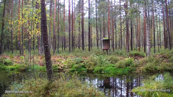 Webcam en direct Forêt de Nuuksio - Animaux sauvages