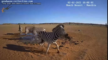 Веб-камера пустыни Намиб в Намибии