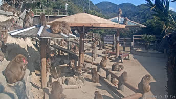 Сумото - Центр обезьян на острове Авадзи