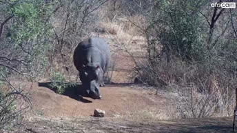 实况摄像头 野生动物 - 南非