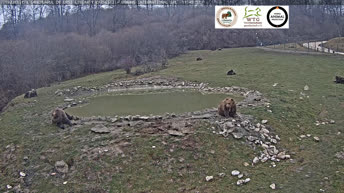 Kamera v živo Zavetišče medvedov - Romunija