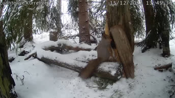 Finnische Eichhörnchen