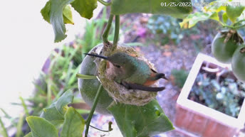 Live Cam Hummingbird Nest - California