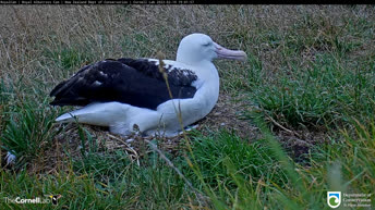 Kraljevi albatros - Nova Zelandija
