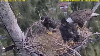 Live Cam Eagle Nest