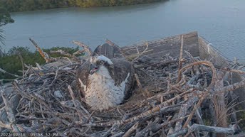 Osprey Nest - Florida