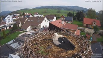 Live Cam Stork's Nest - Mladé Buky