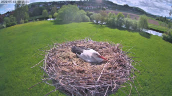 Alfeld - Storks Nest