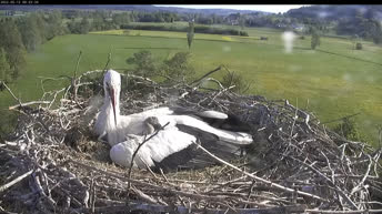 Lindheim - Storks Nest