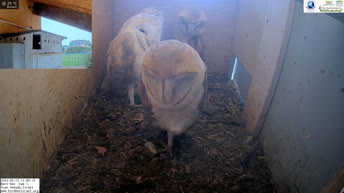 Live Cam Barn Owl