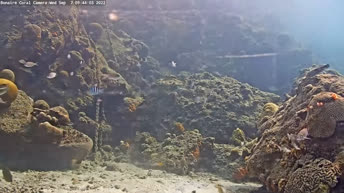 Caméra sous-marine sur les récifs coralliens