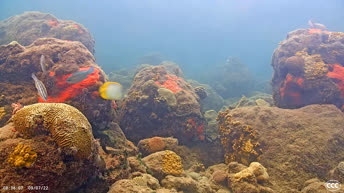 Kamera na żywo Kamera podwodna z rafą koralową - Miami