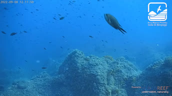 Caméra sous-marine île de Bergeggi