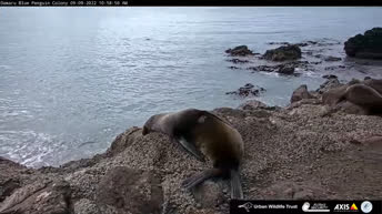 Webcam en direct Oamaru - Colonie de pingouins bleus