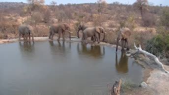 Webcam en direct Parc national du Grand Kruger