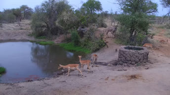 Presa Naledi - Animales salvajes