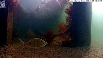 Webcam Florida Unterwasserkamera