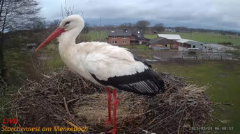Live Cam Menkebach - Stork Nest