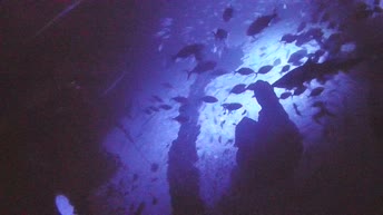 Webcam en direct Aquarium Poema del Mar