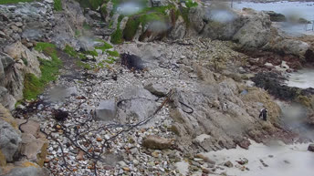 Webcam Colonia dei Pinguini di Stony Point