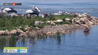 Kamera na żywo Palencia – laguna Boada