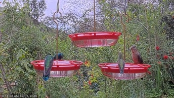 Peruwiańskie kolibry