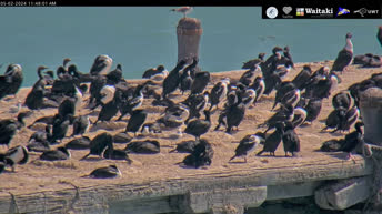 Webcam en direct Colonie de cormorans - Oamaru