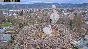 Webcam en direct Nid de cigognes - Kirchzarten