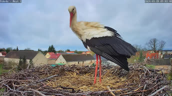 Storks from Fohrde - Germany