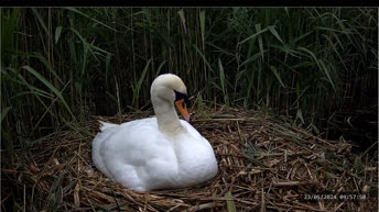 Live Cam Swan Nest - Yorkshire