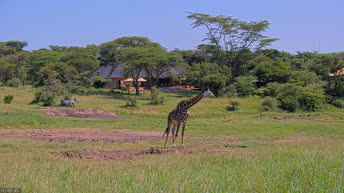 Масаи Мара - Кения