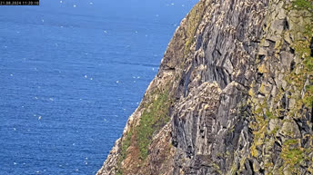 Bird Cliff of Runde - Norveška