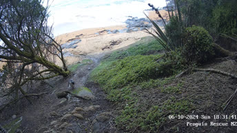 Penguin Rescue - New Zealand