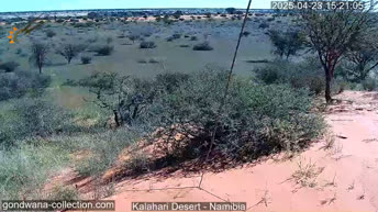 Deserto del Kalahari - Namibia