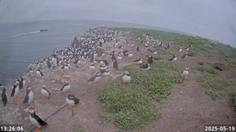 法恩群岛海鹦
