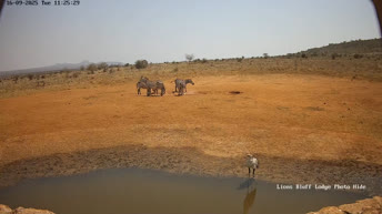 Fauna di Maktau - Kenya